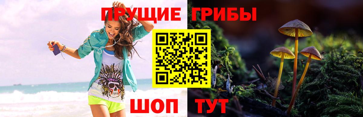 Котовск  Галлюциногенные грибы Cubensis  Вход с VPN 